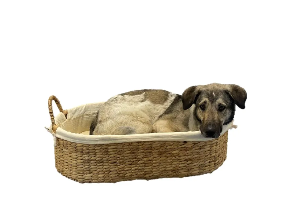 Hundekorb / Katzenkorb aus Wasserhyazinthe mit Bio-Baumwollbezug – Farbe Apricot
